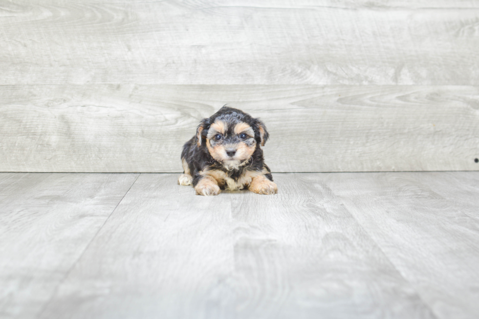 Morkie Puppy for Adoption