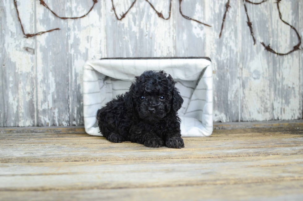 Playful Poodle Baby
