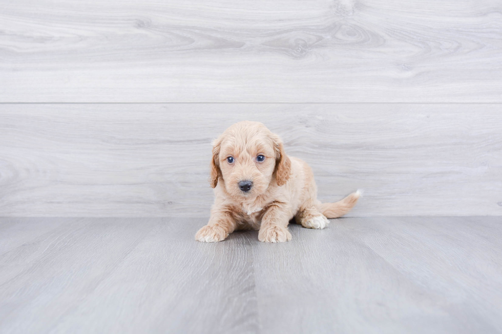 Best Mini Goldendoodle Baby