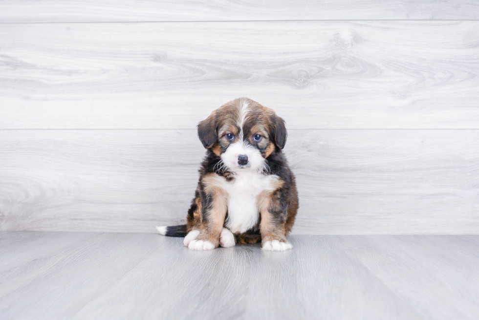 Mini Bernedoodle Pup Being Cute