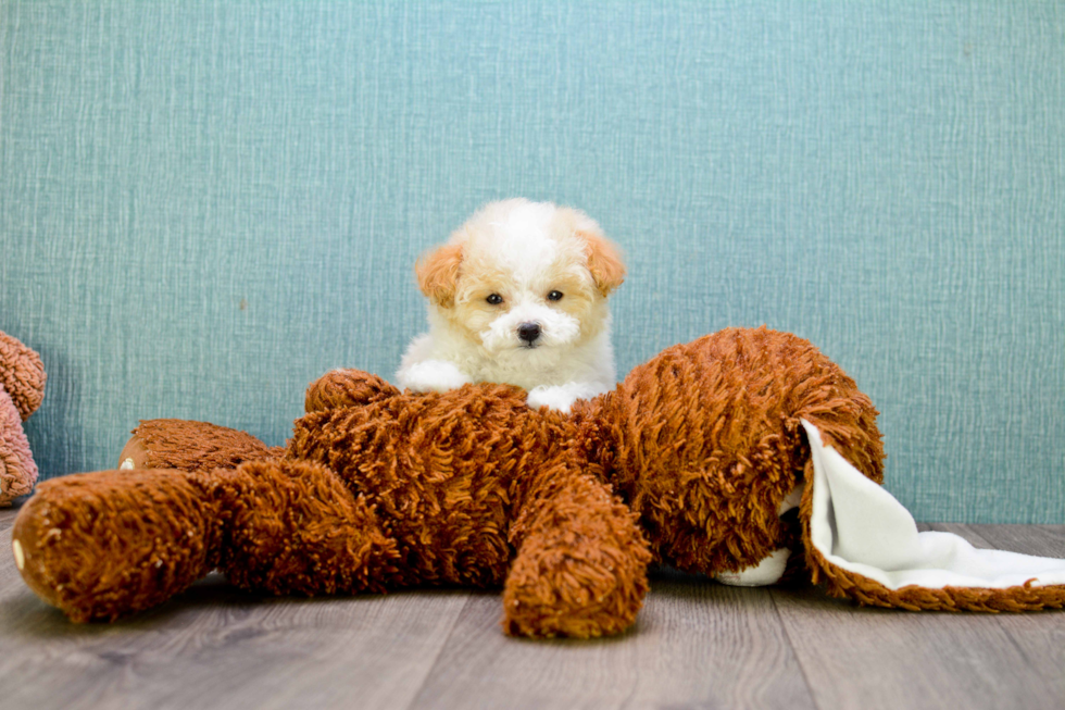 Little Maltepoo Poodle Mix Puppy
