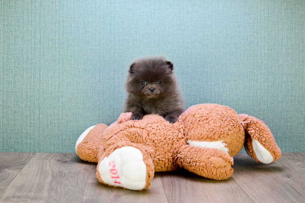 Akc Registered Pomeranian Baby