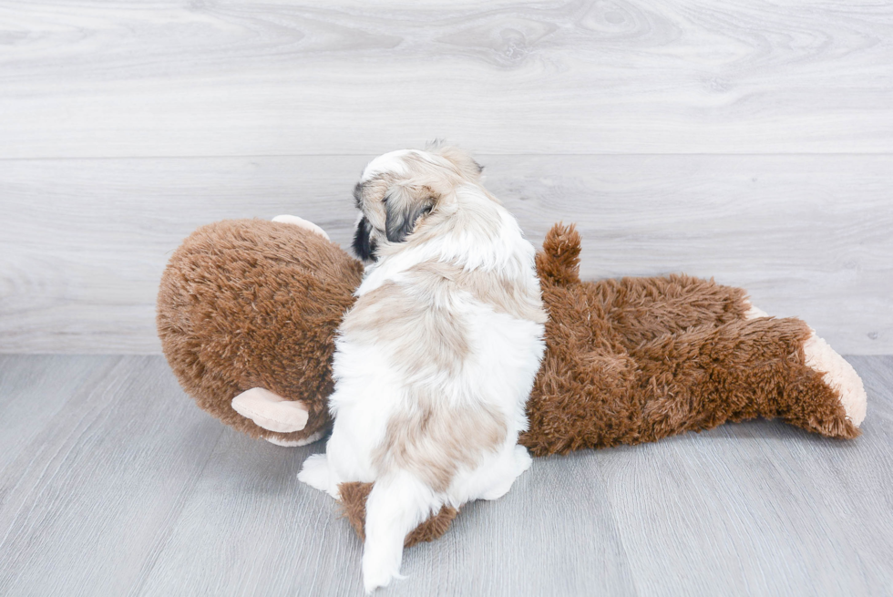 Playful Shi Chon Designer Puppy