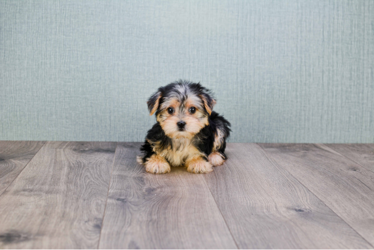 Best Morkie Baby