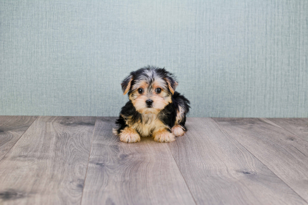 Best Morkie Baby