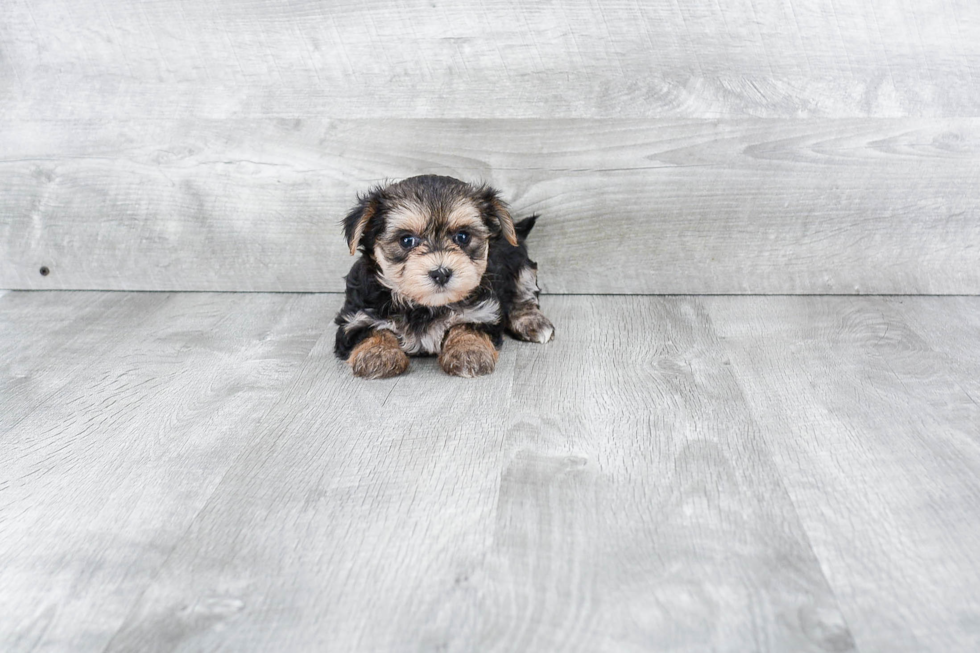 Best Morkie Baby