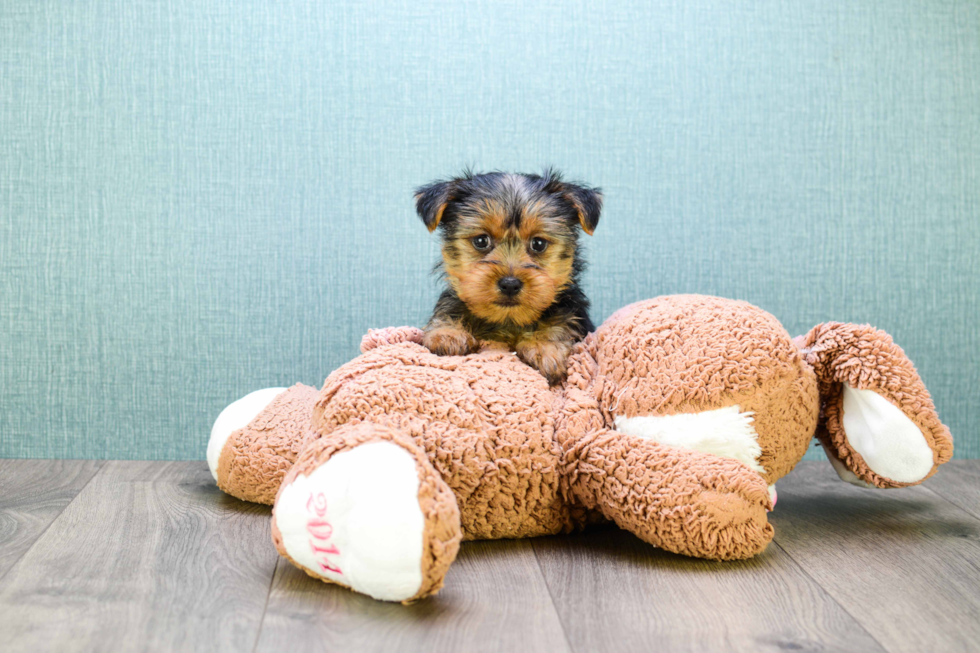 Meet Teacup-Lisa - our Yorkshire Terrier Puppy Photo 