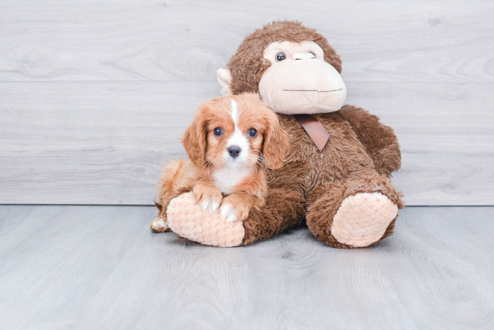Hypoallergenic Cavalier King Charles Spaniel Baby