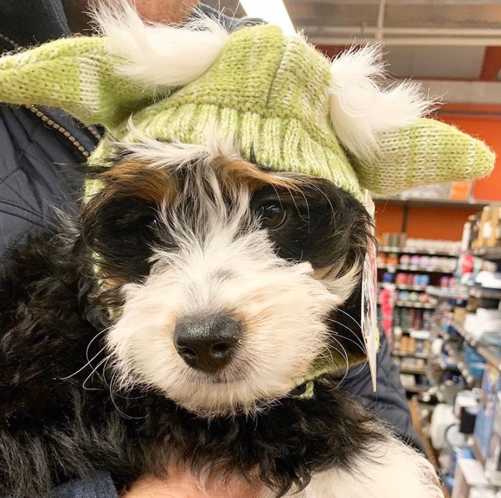 Small Mini Bernedoodle Poodle Mix Pup
