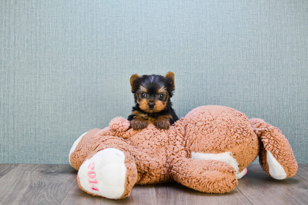 Meet Giselle - our Yorkshire Terrier Puppy Photo 