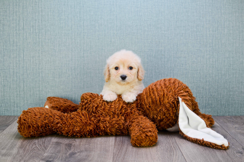 Friendly Cavachon Baby
