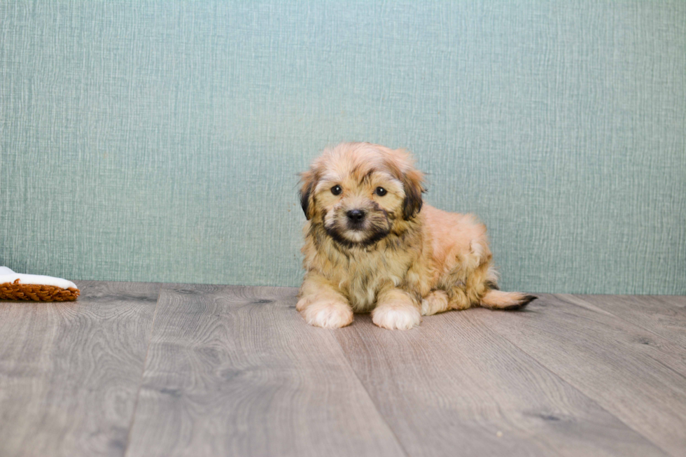 Best Teddy Bear Baby