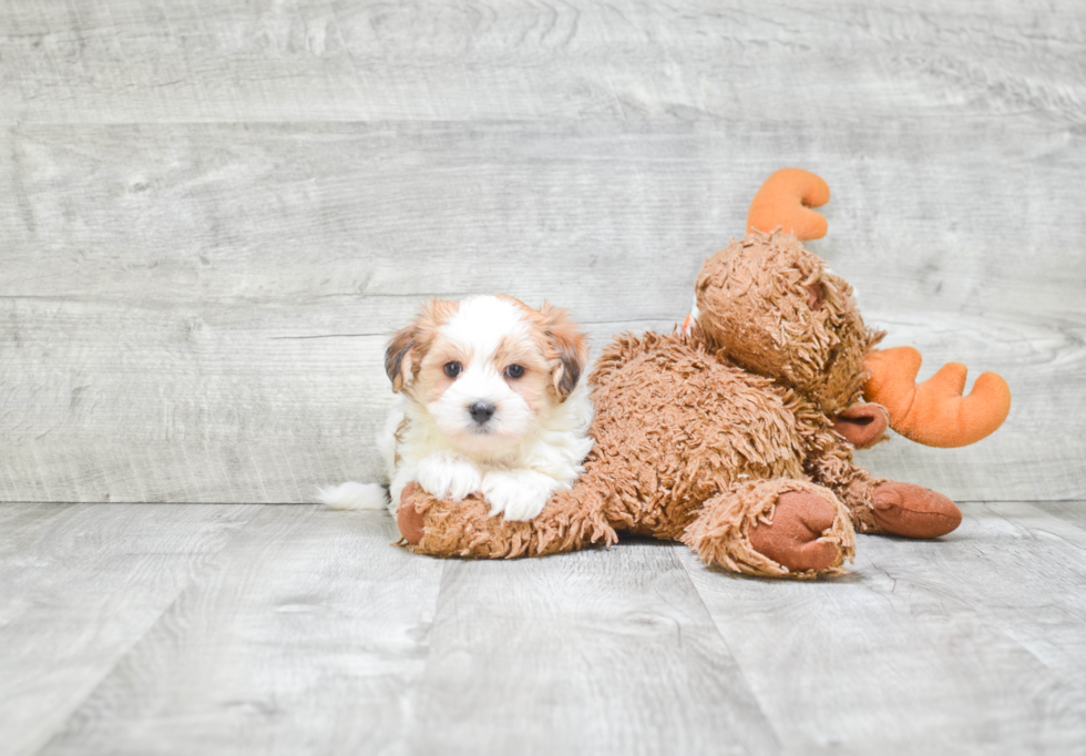 Morkie Puppy for Adoption