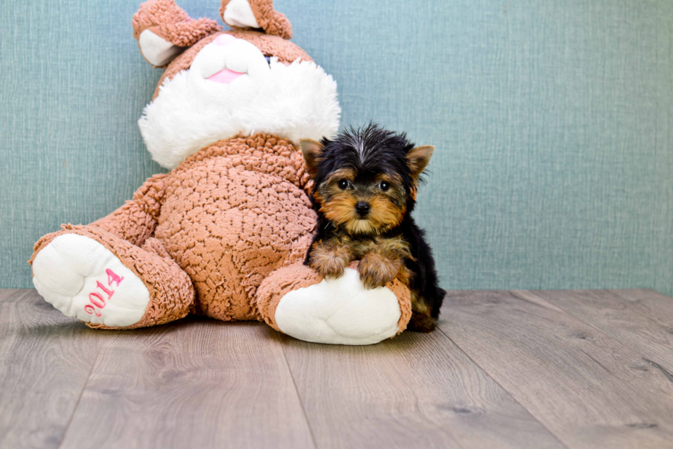 Meet Giselle - our Yorkshire Terrier Puppy Photo 