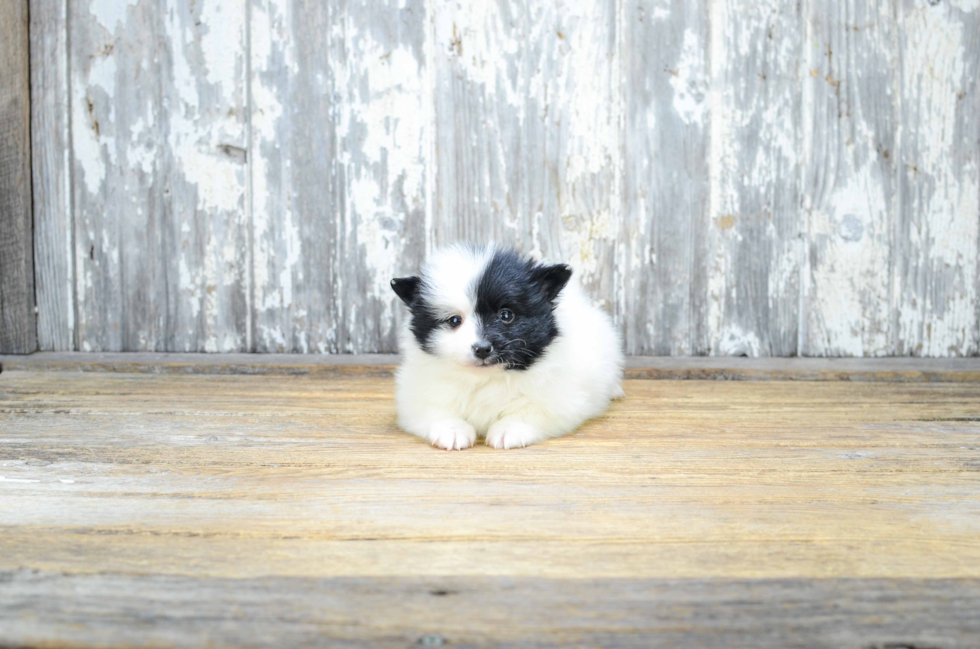 Pomeranian Puppy for Adoption