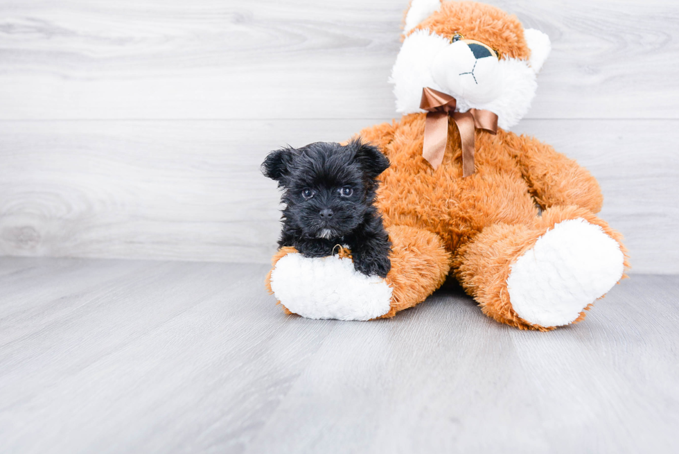 Morkie Puppy for Adoption