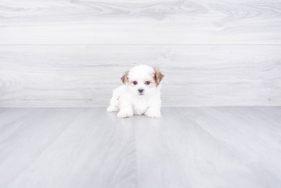 Energetic Yorkie Designer Puppy