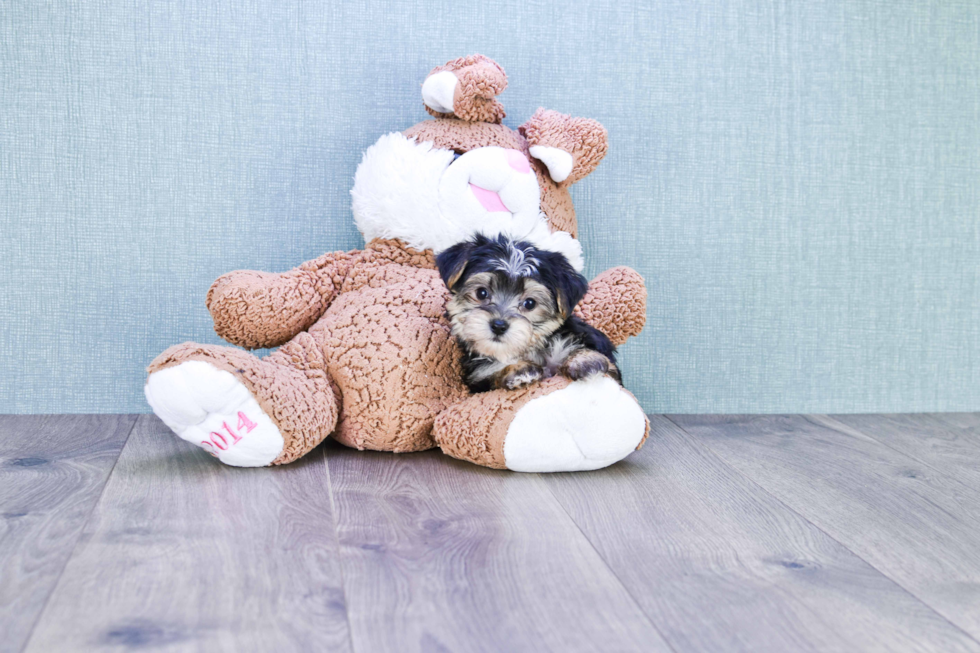 Morkie Pup Being Cute