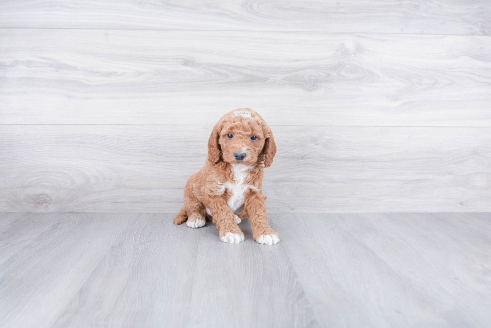 Energetic Golden Retriever Poodle Mix Puppy