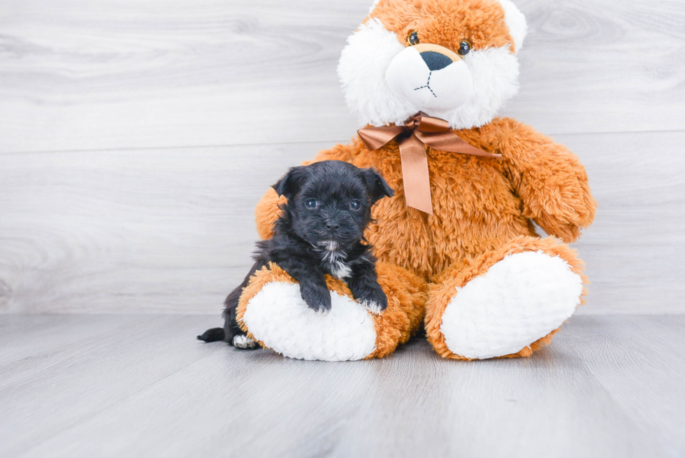 Popular Morkie Designer Pup