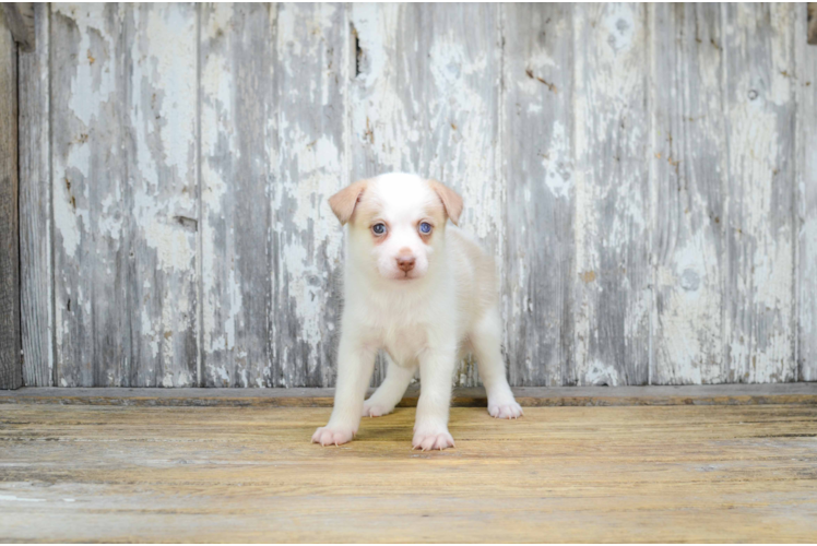 Pomsky Puppy for Adoption
