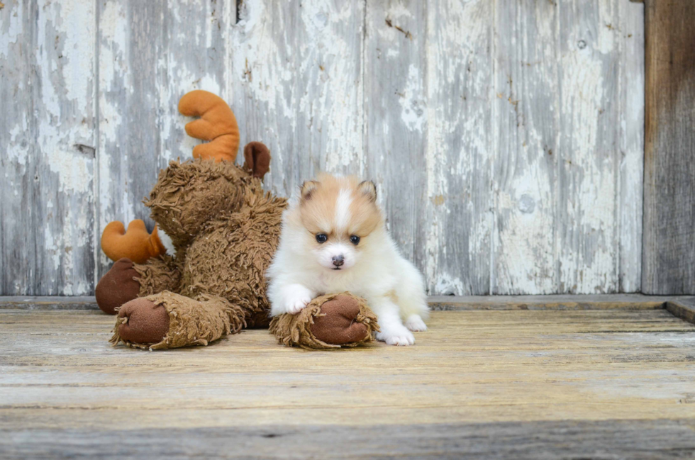 Little Pomeranian Purebred Pup