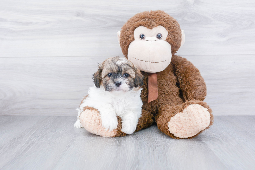 Little Shi Chon Designer Puppy