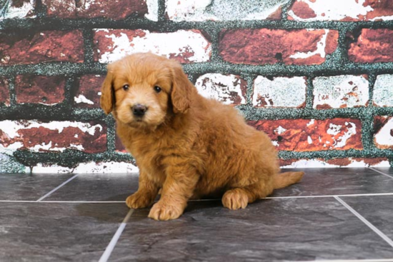 Mini Goldendoodle Pup Being Cute