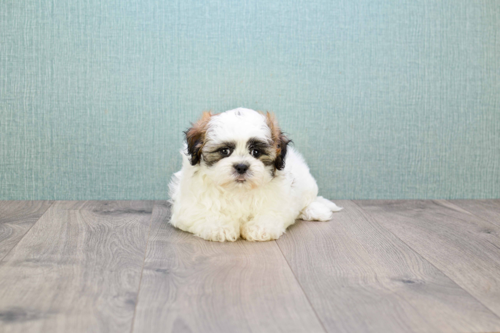 Best Teddy Bear Baby