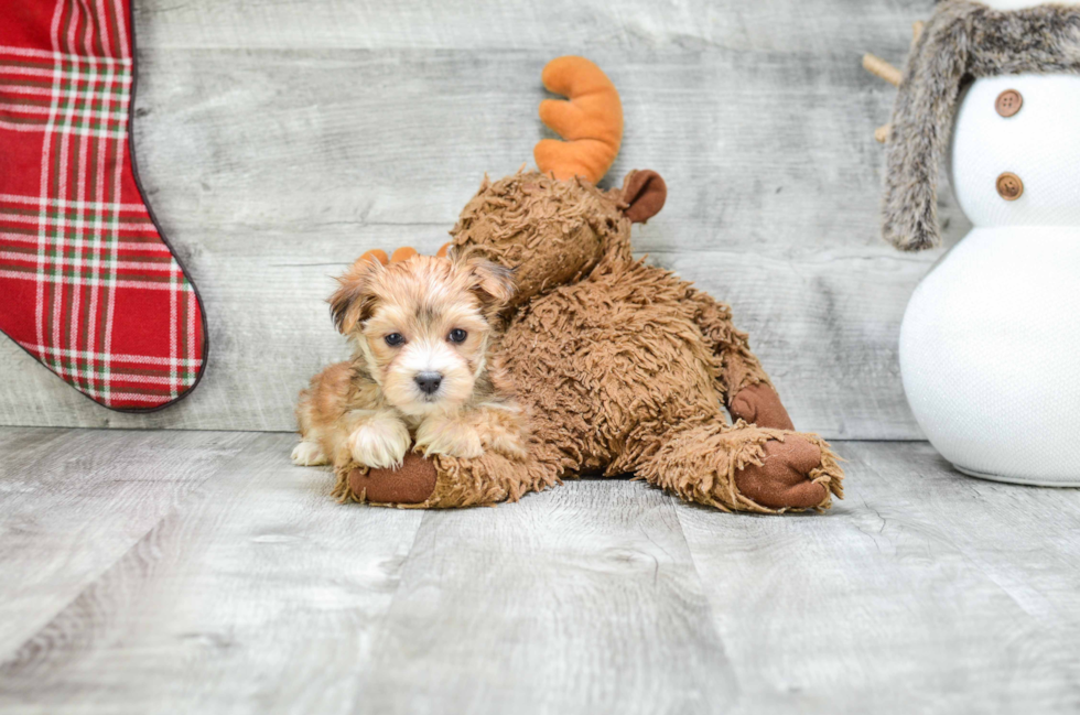 Morkie Puppy for Adoption