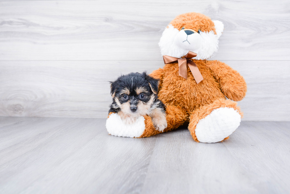 Adorable Yorkie Designer Puppy