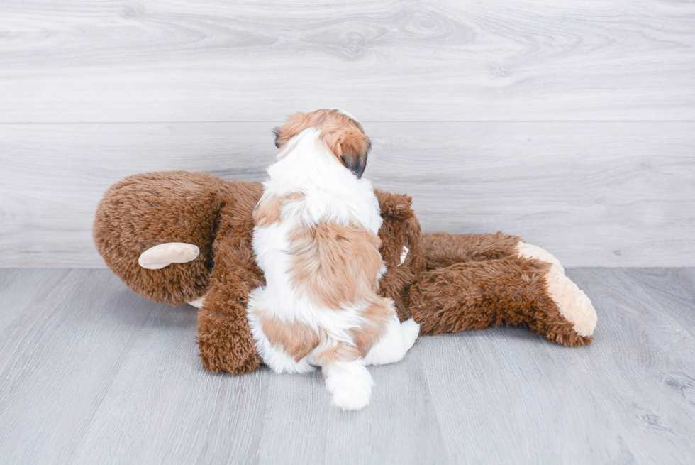 Teddy Bear Puppy for Adoption