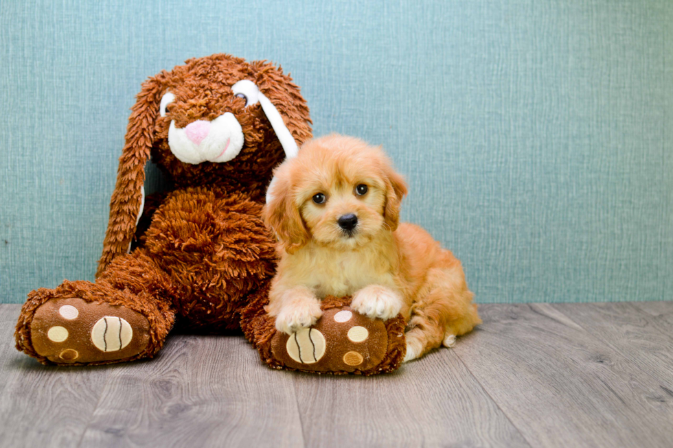 Cute Cavapoo Baby