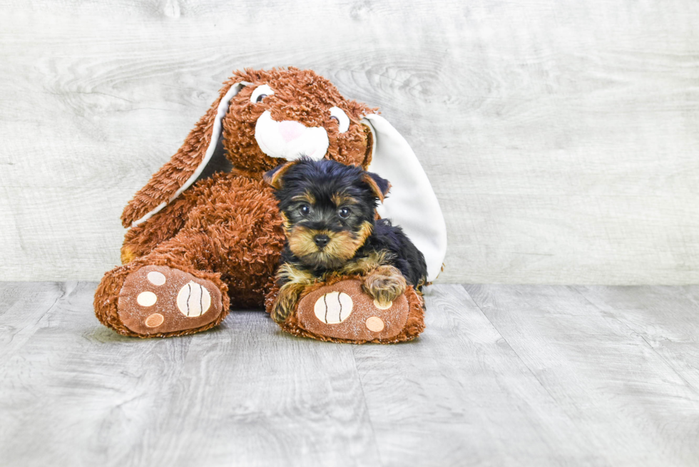 Meet Rebecca - our Yorkshire Terrier Puppy Photo 
