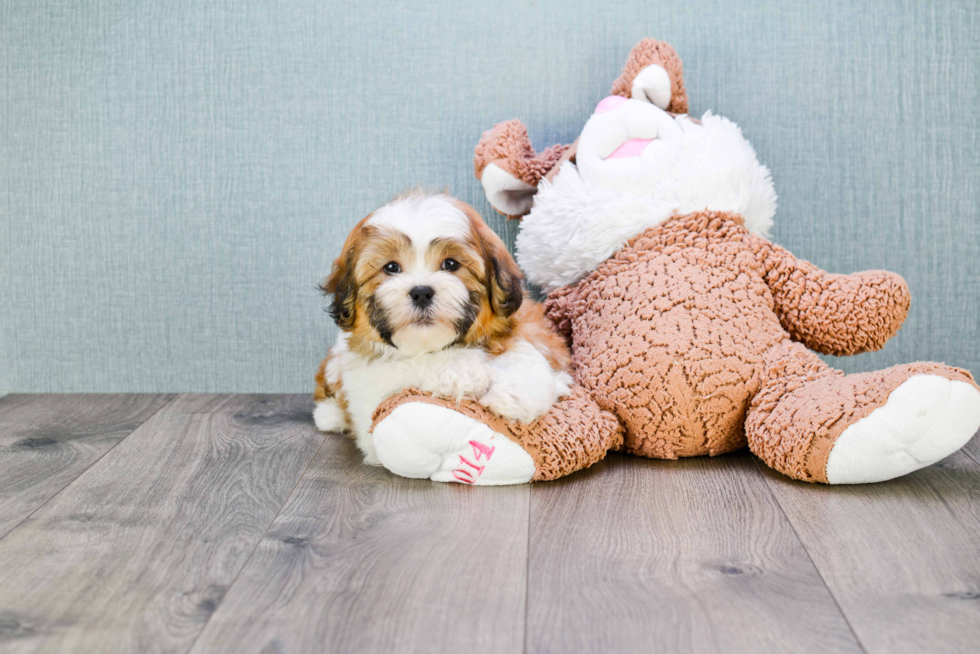 Energetic Shit Designer Puppy