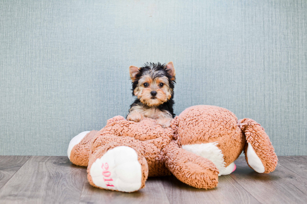 Adorable Yorkie Designer Puppy
