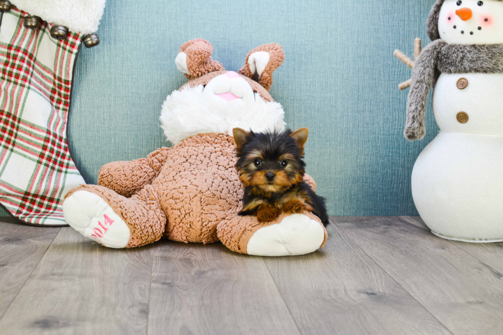 Meet Victoria - our Yorkshire Terrier Puppy Photo 