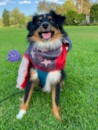 Puppy For Sale - Premier Pups Puppy For Sale - Premier Pups