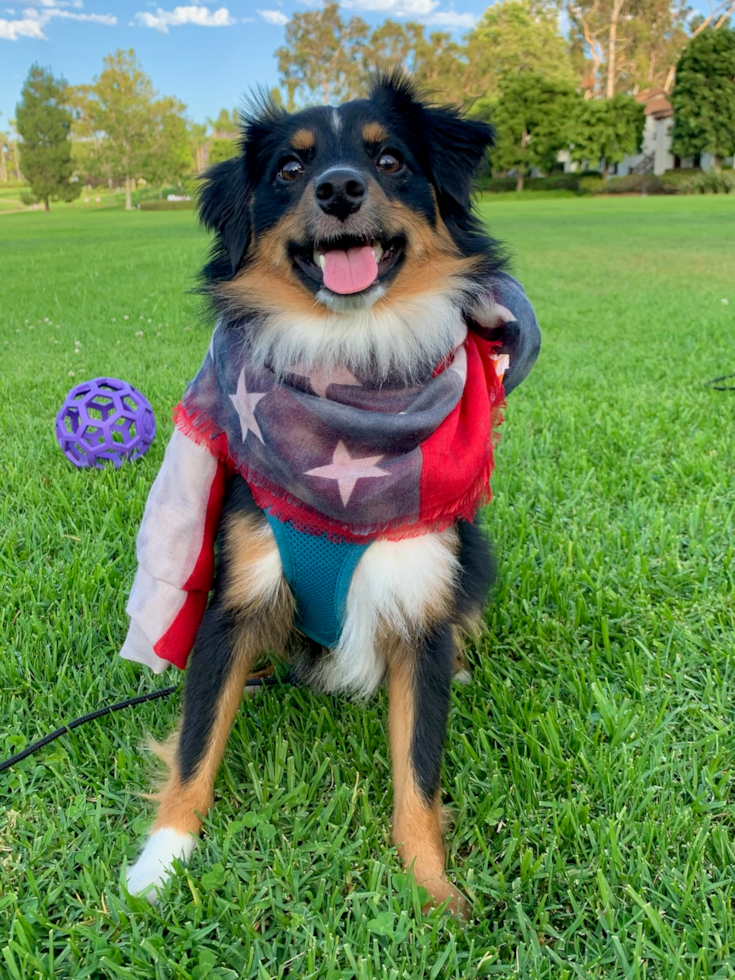 Mini Aussie Being Cute
