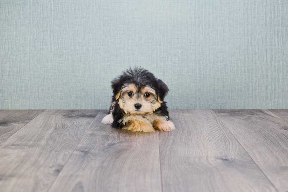 Best Morkie Baby