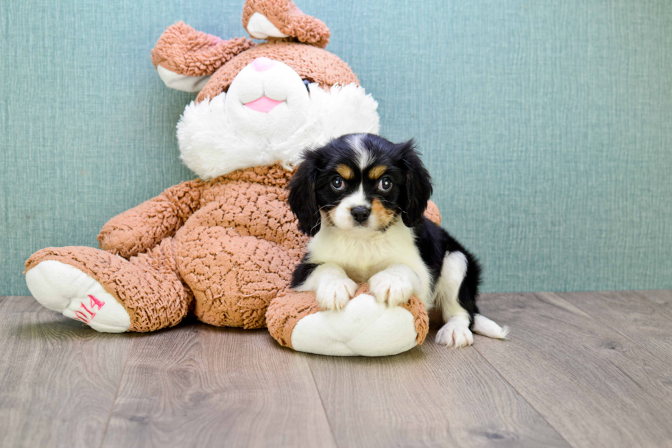 Cavalier King Charles Spaniel Pup Being Cute