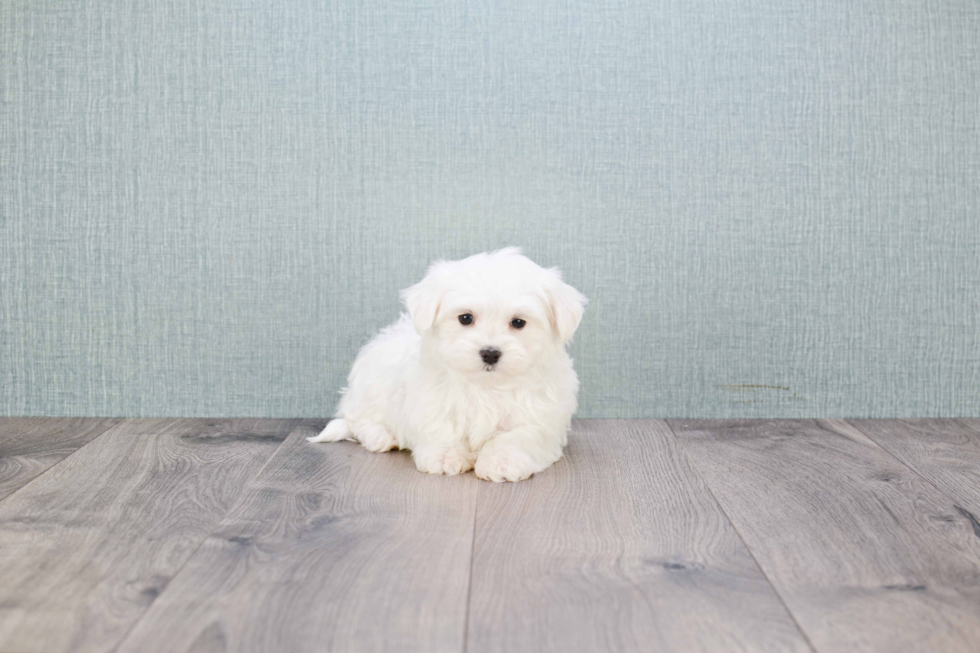 Cute Maltese Purebred Puppy