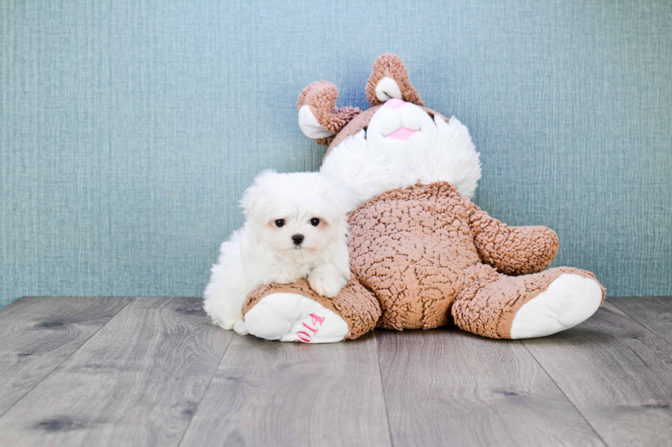 Maltese Pup Being Cute