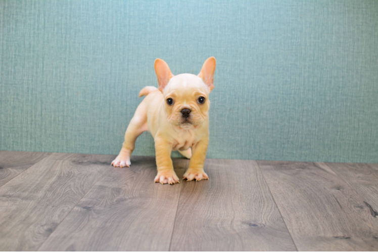 Happy Frenchie Purebred Puppy