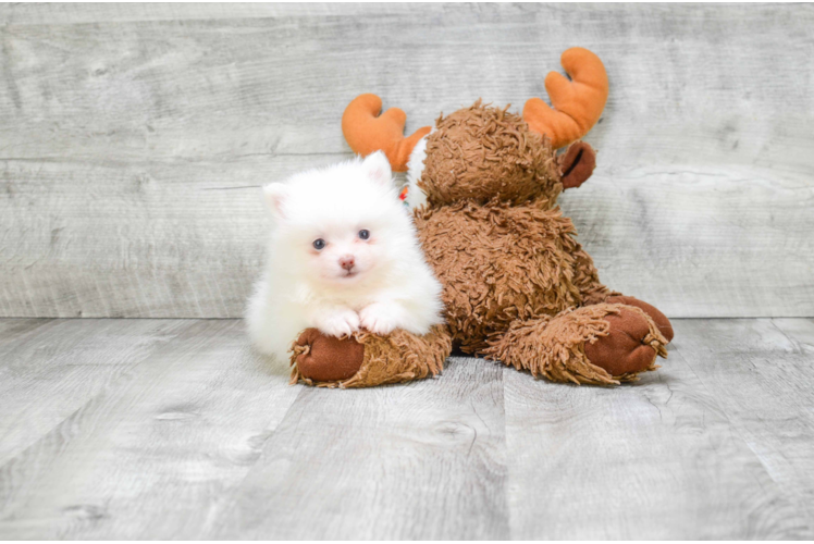 Pomeranian Pup Being Cute