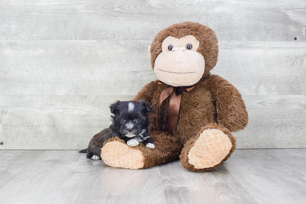 Morkie Pup Being Cute