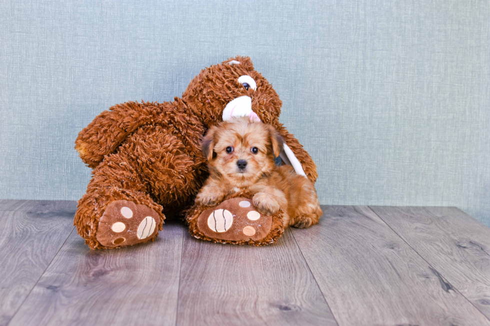 Morkie Pup Being Cute