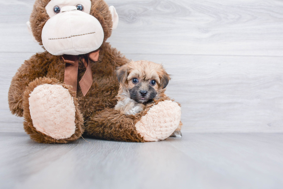 Morkie Puppy for Adoption