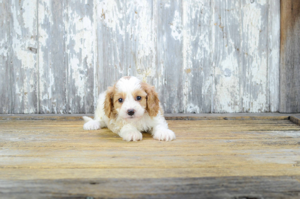 Funny Cavapoo Poodle Mix Pup