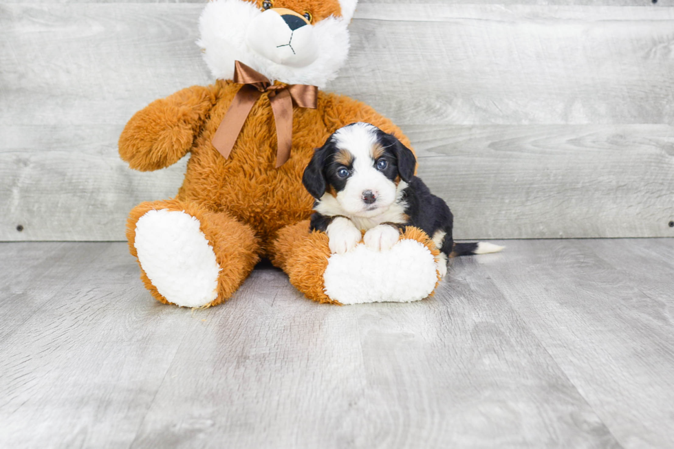 Best Mini Bernedoodle Baby